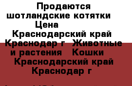 Продаются шотландские котятки! › Цена ­ 3 500 - Краснодарский край, Краснодар г. Животные и растения » Кошки   . Краснодарский край,Краснодар г.